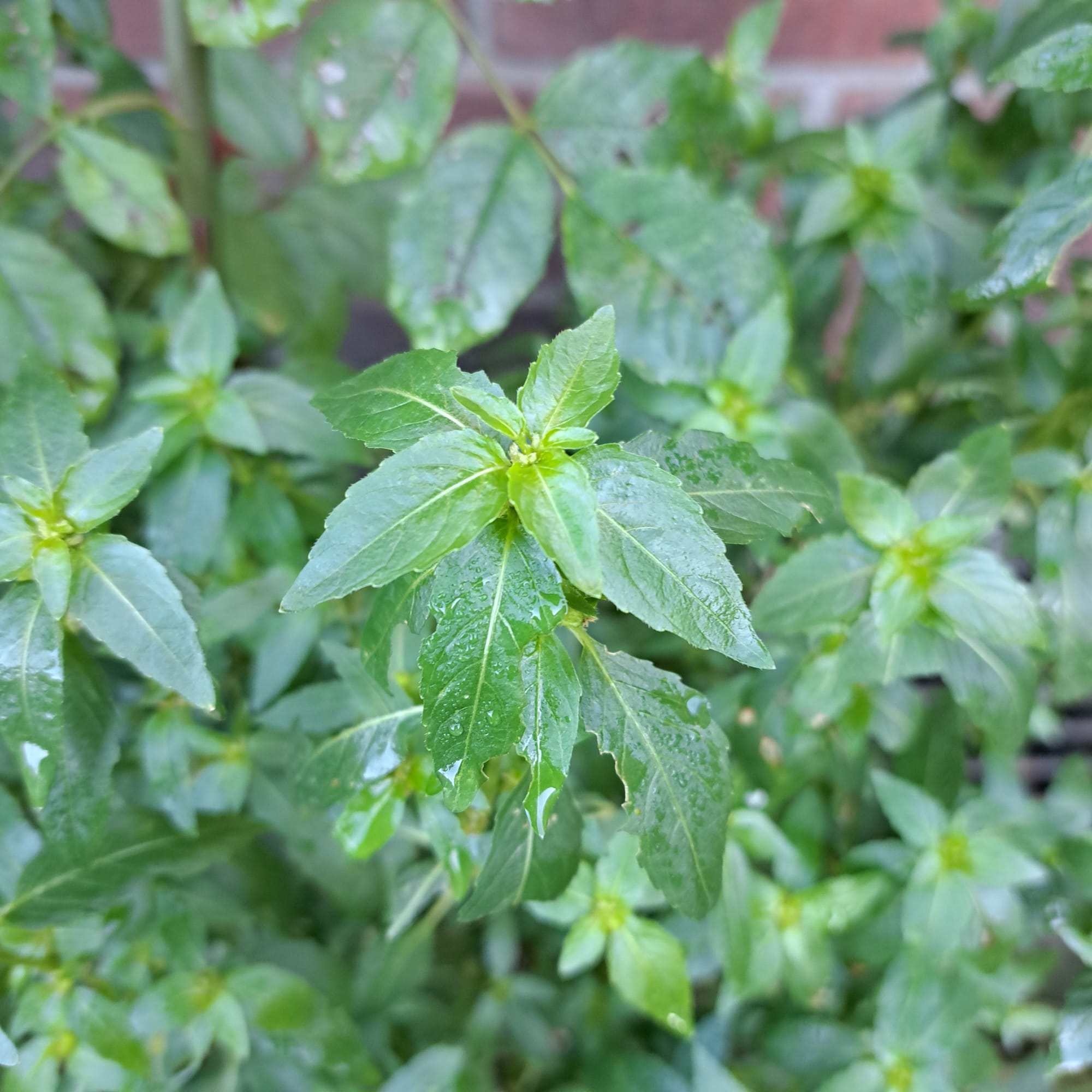 Weird weed