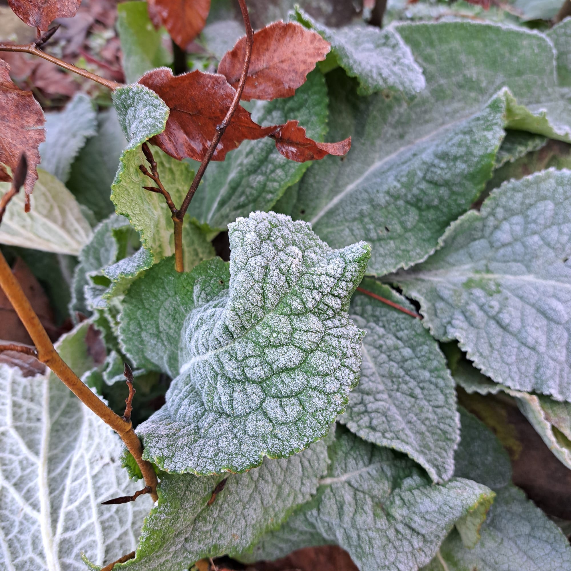 Frosty day