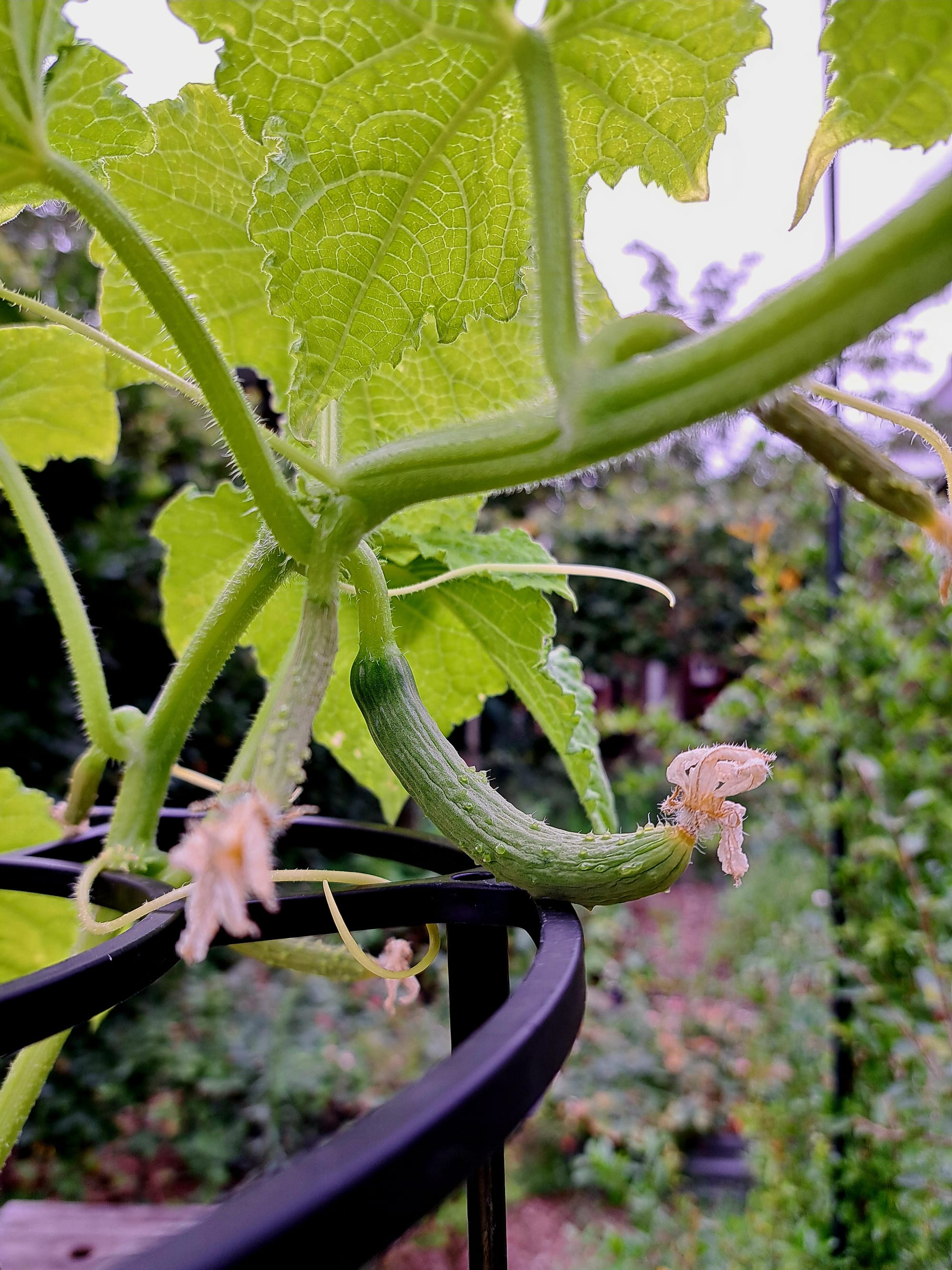Growing Cucumber