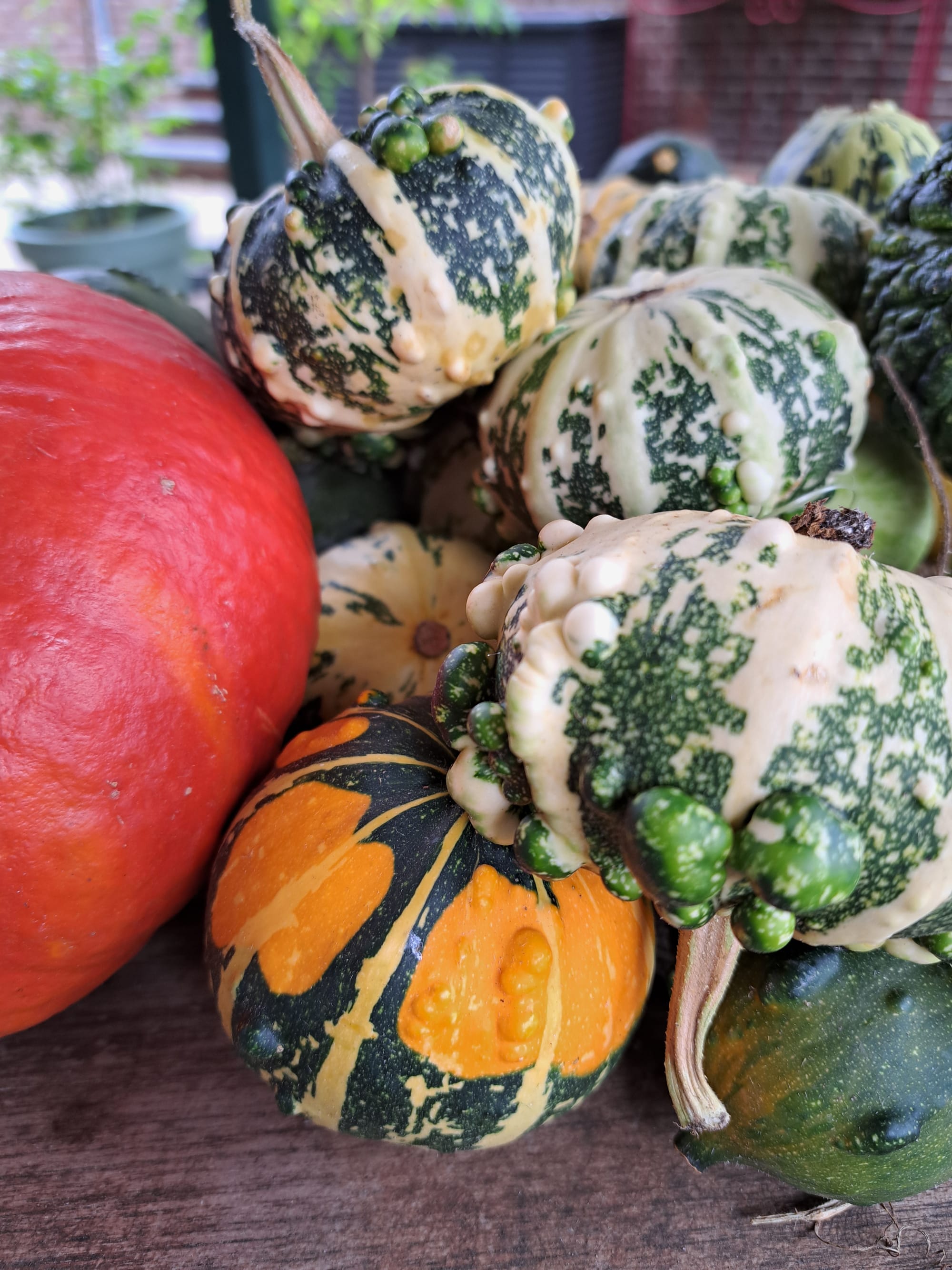 Cool harvest