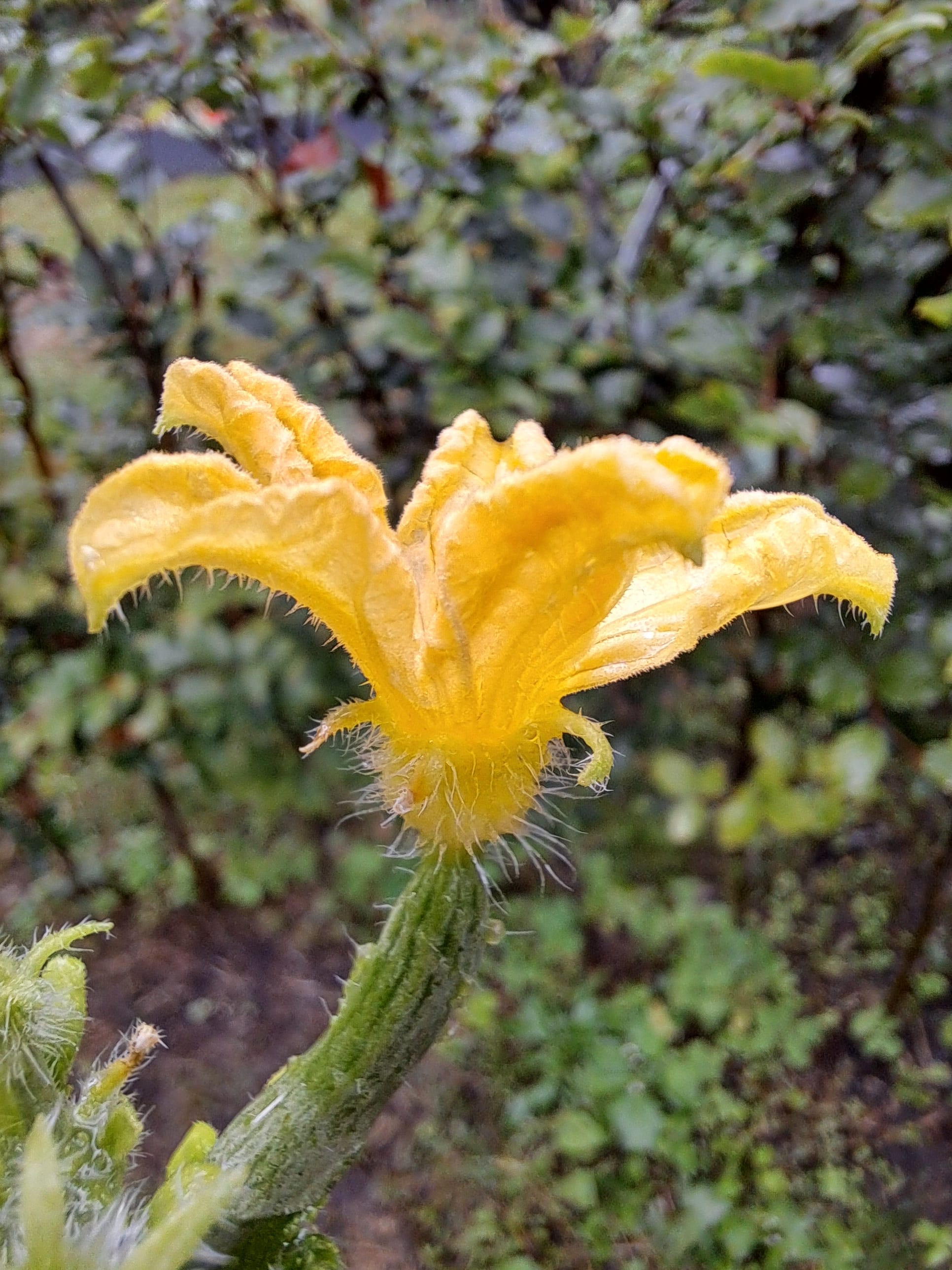 Nature always wins...(gallery)