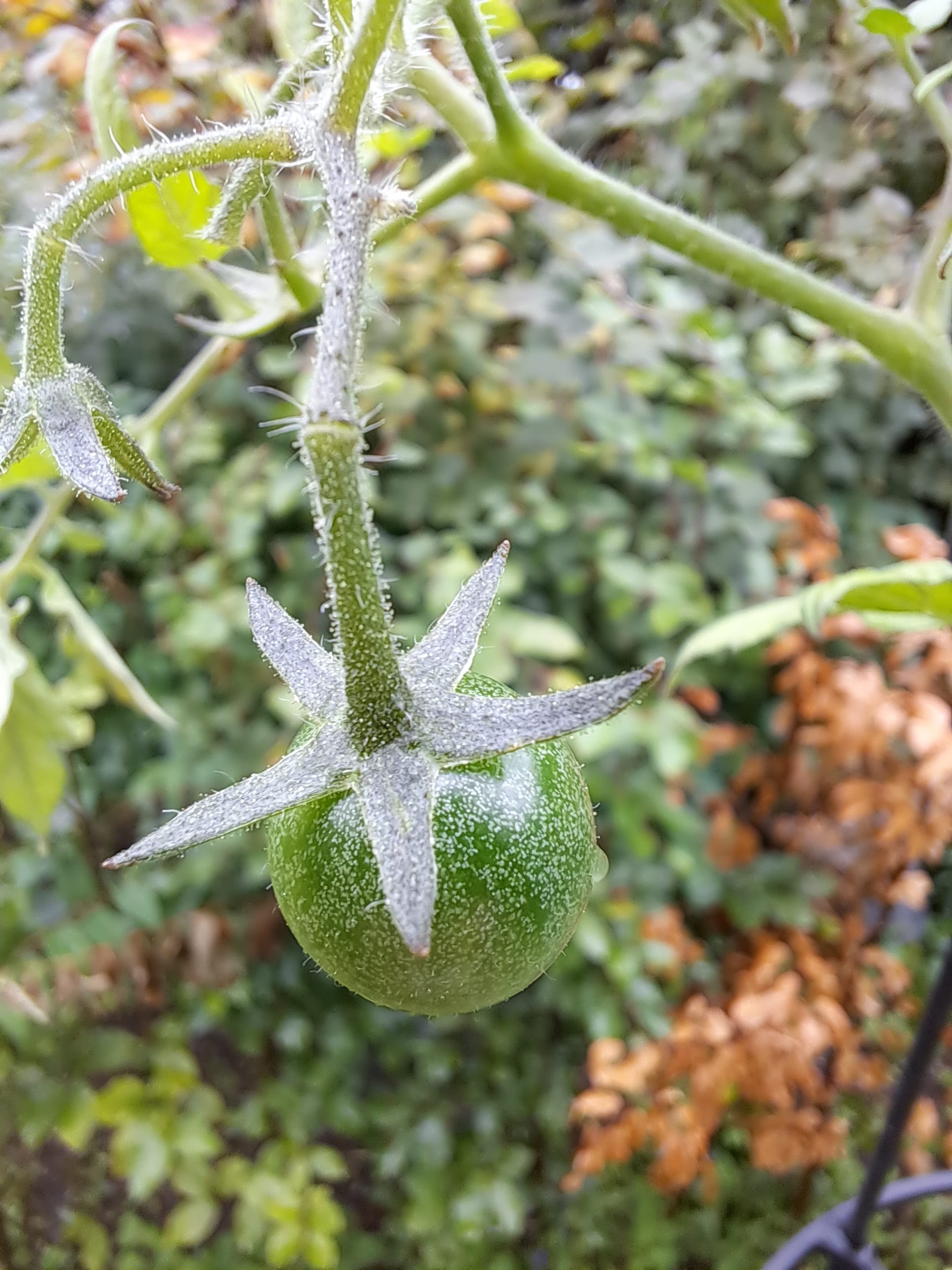 Nature always wins...(gallery)