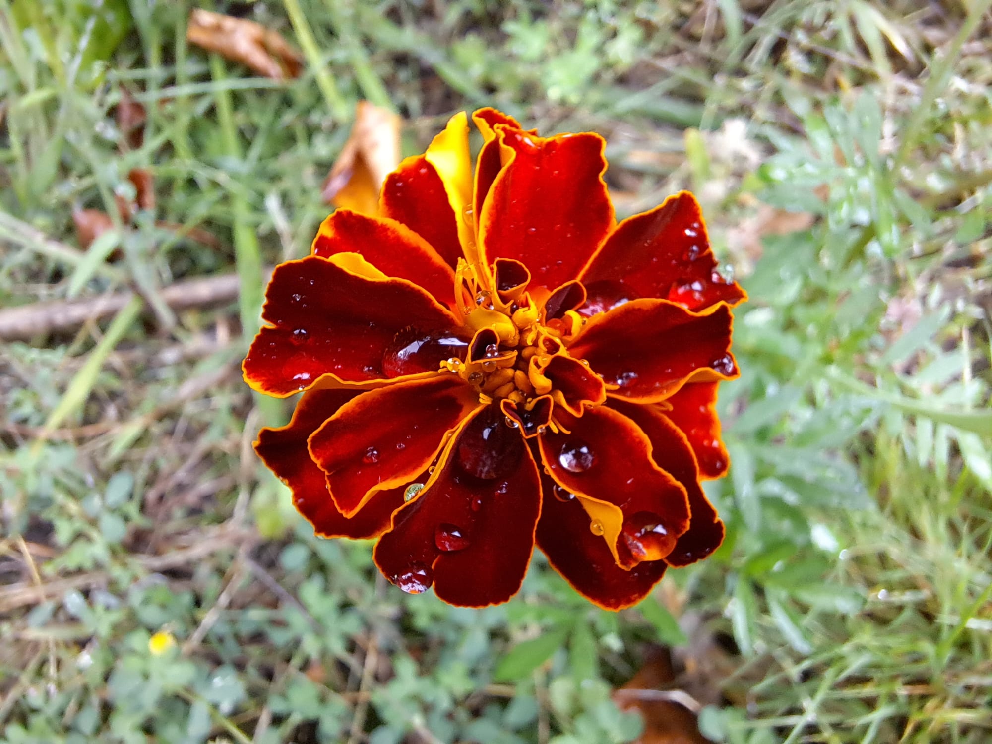 Nature always wins...(gallery)