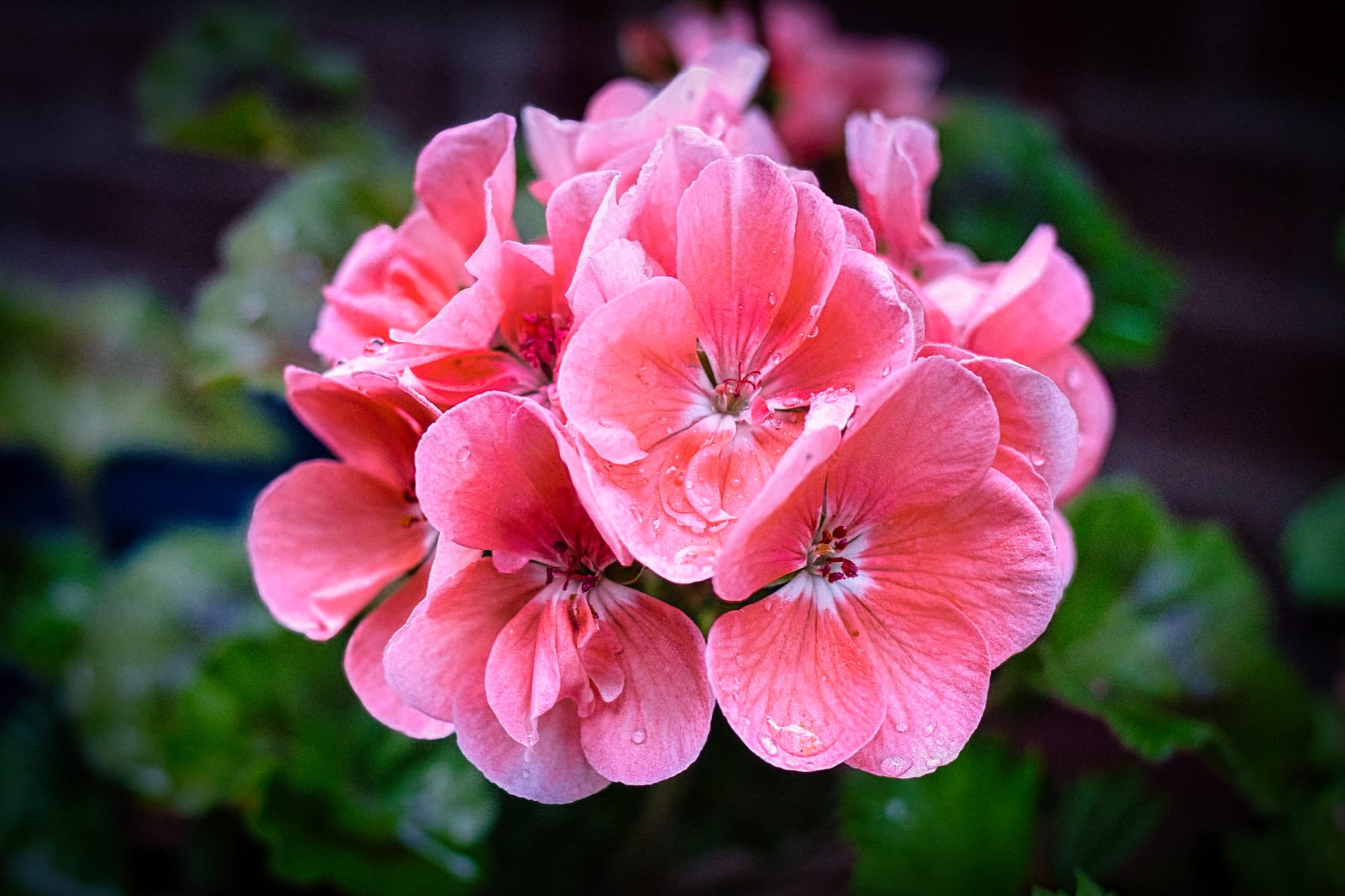 Raindrops