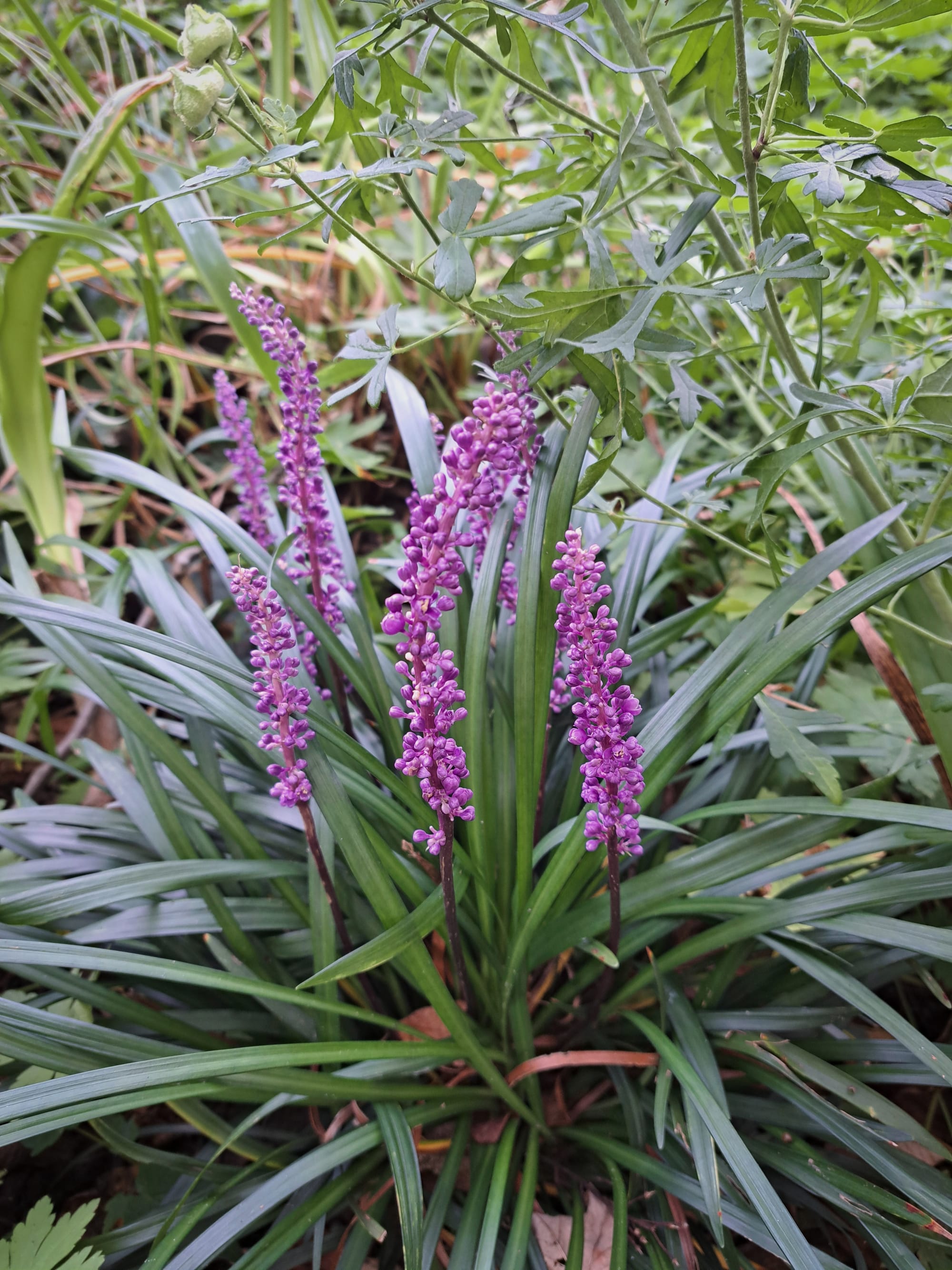 First time bloomer