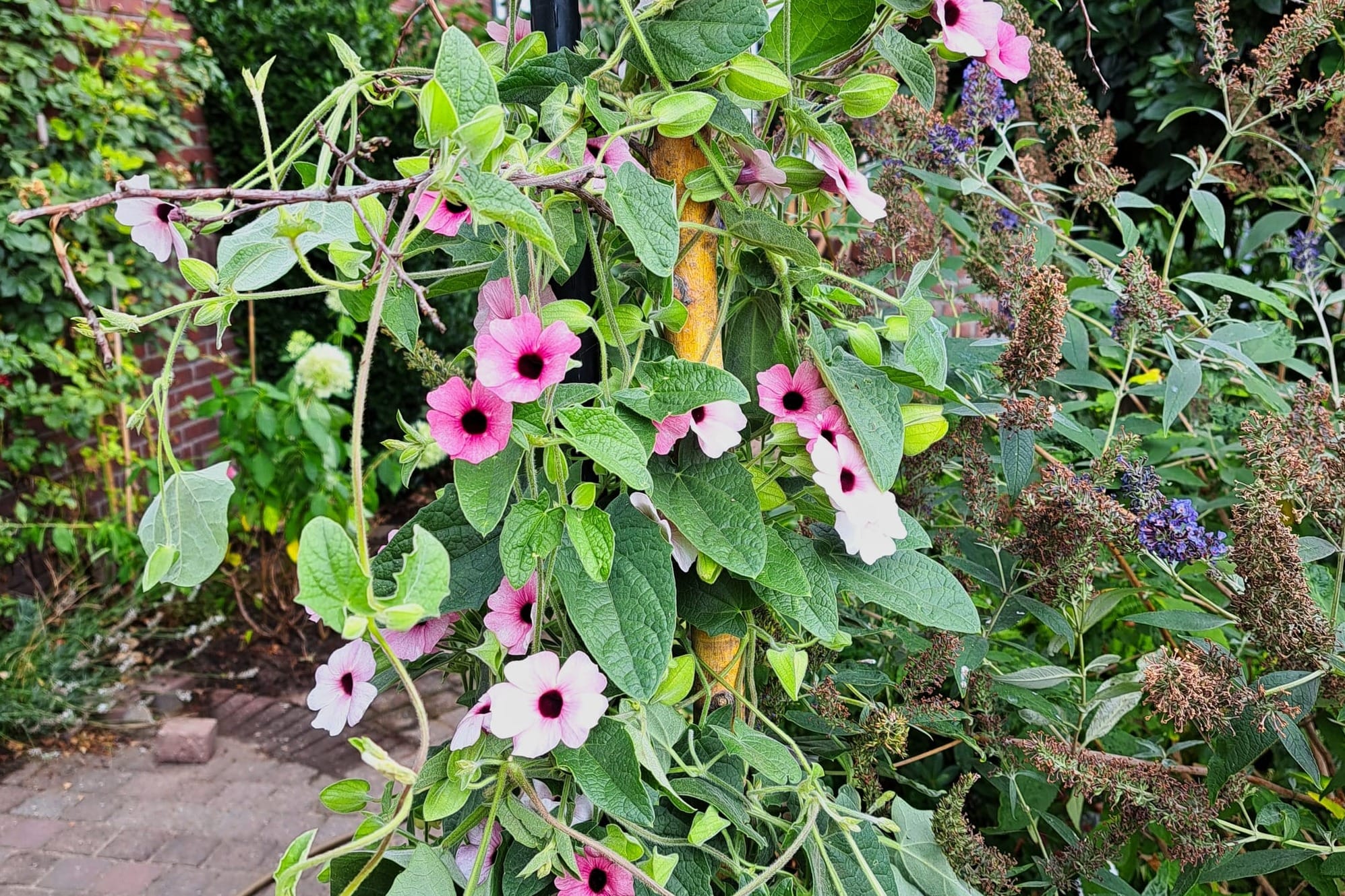 Invasive Thunbergia...