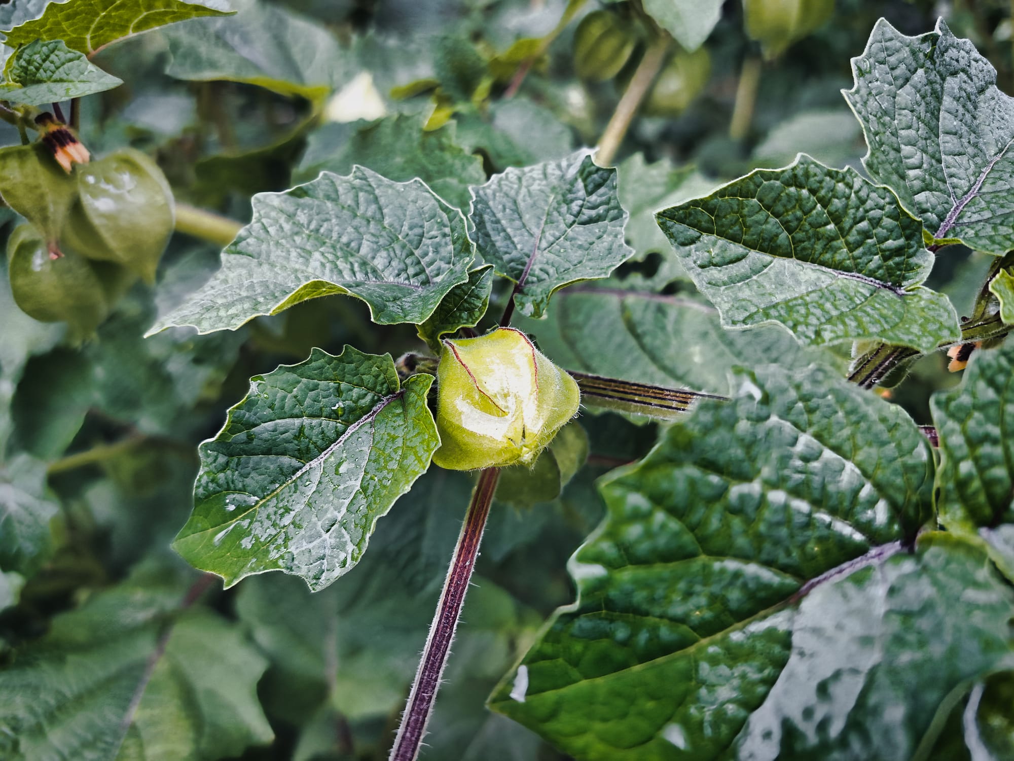 ground cherries