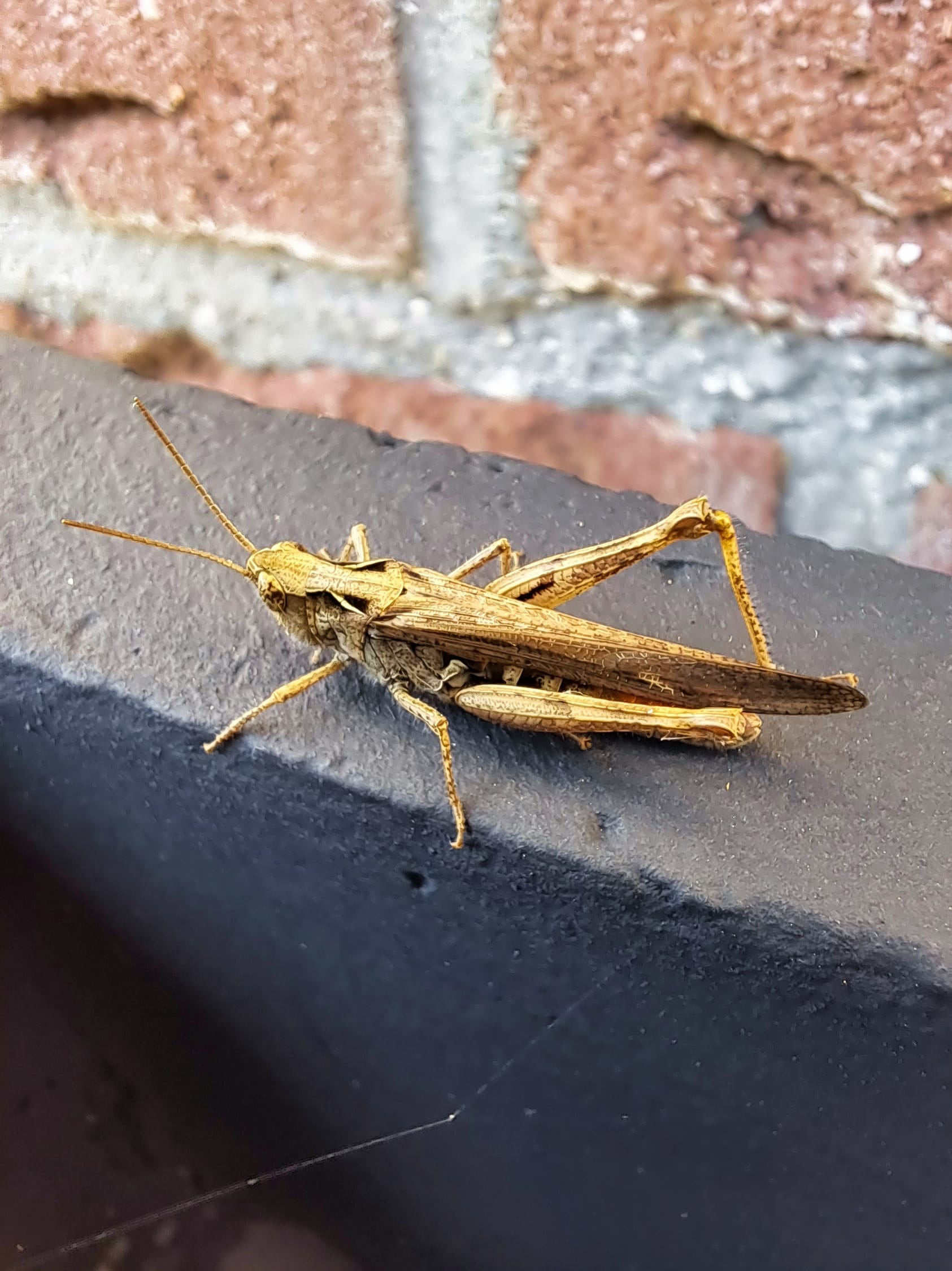 Cricket the bug, not the sport