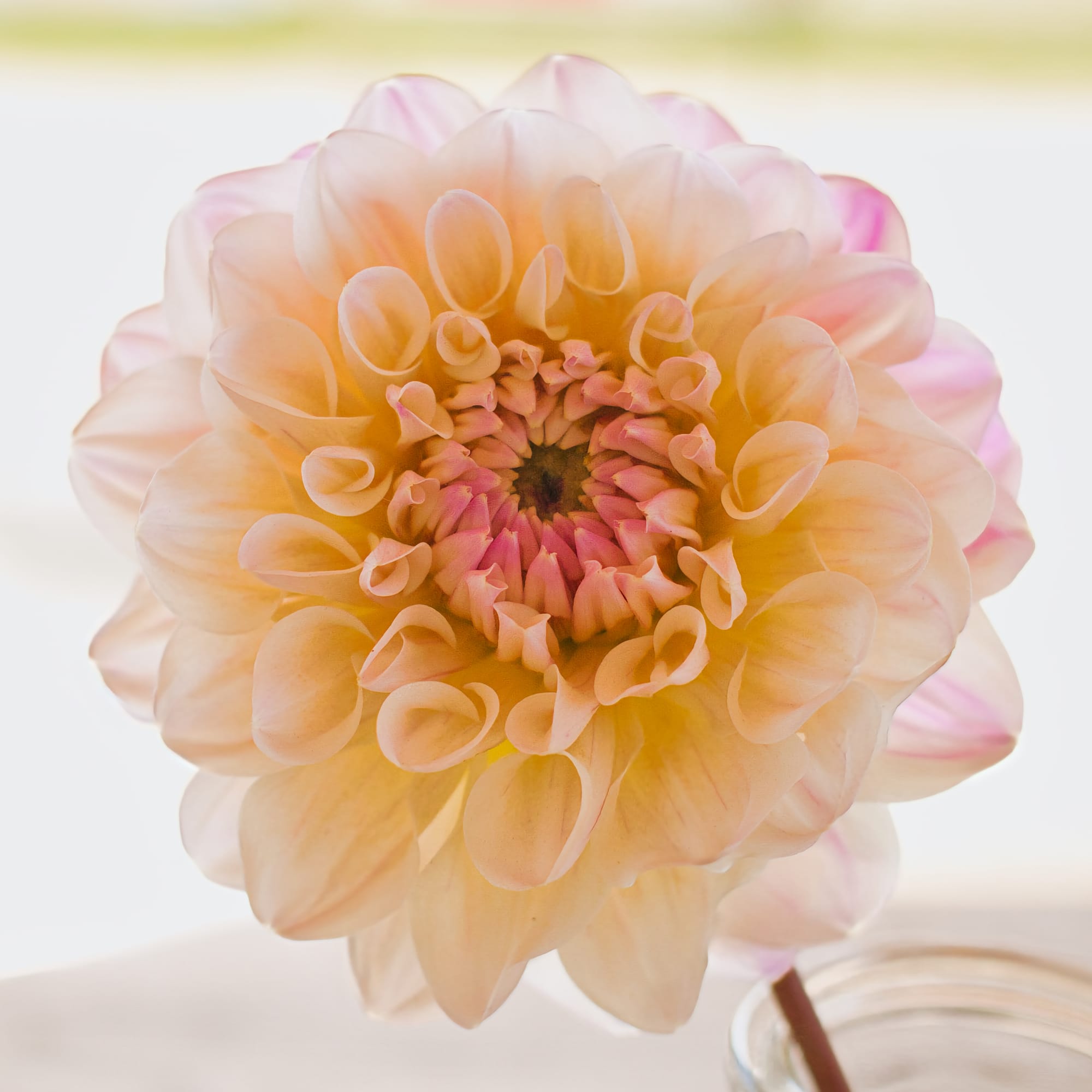 high key photo of a dahlia