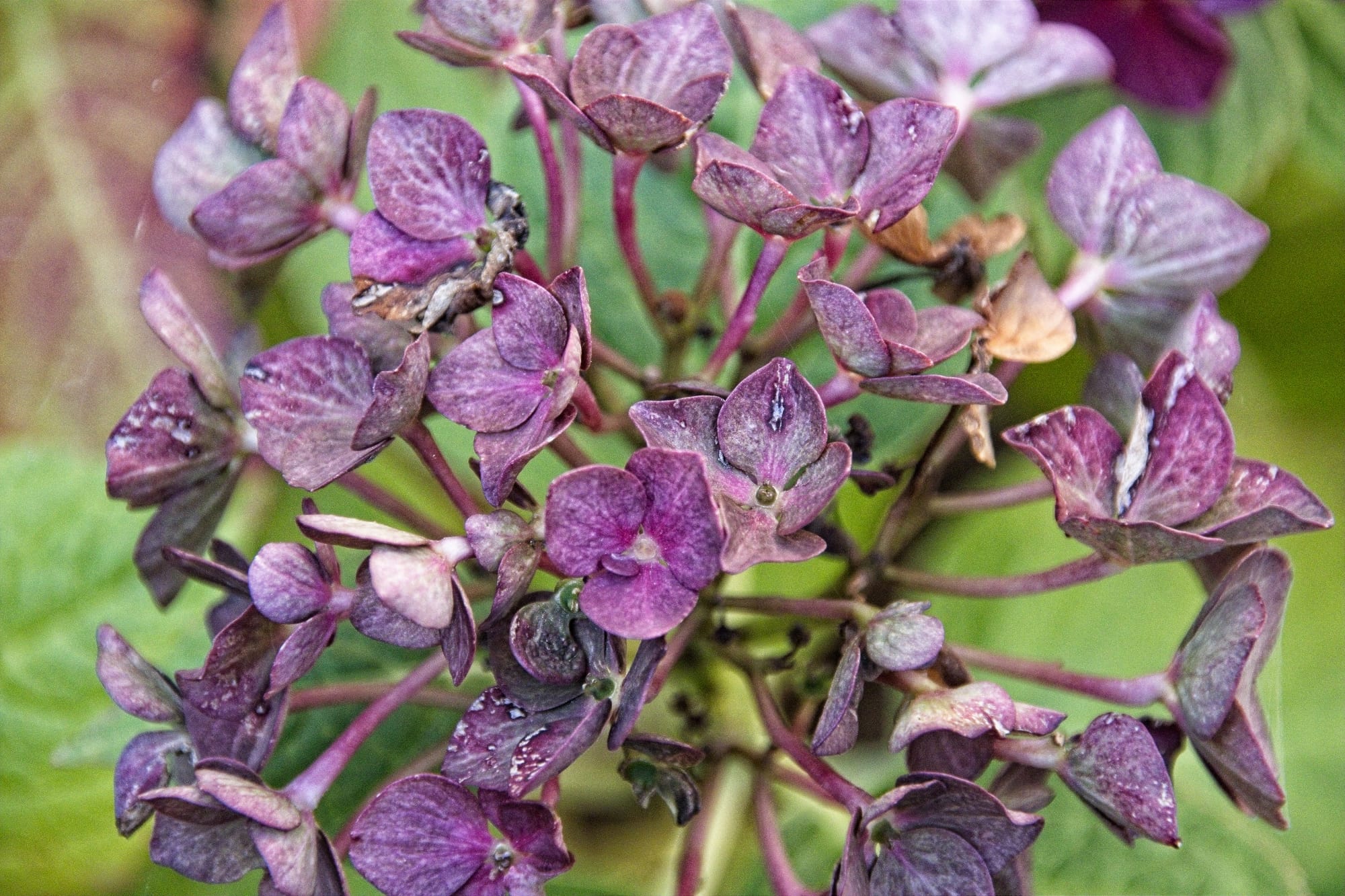 purple hortensia