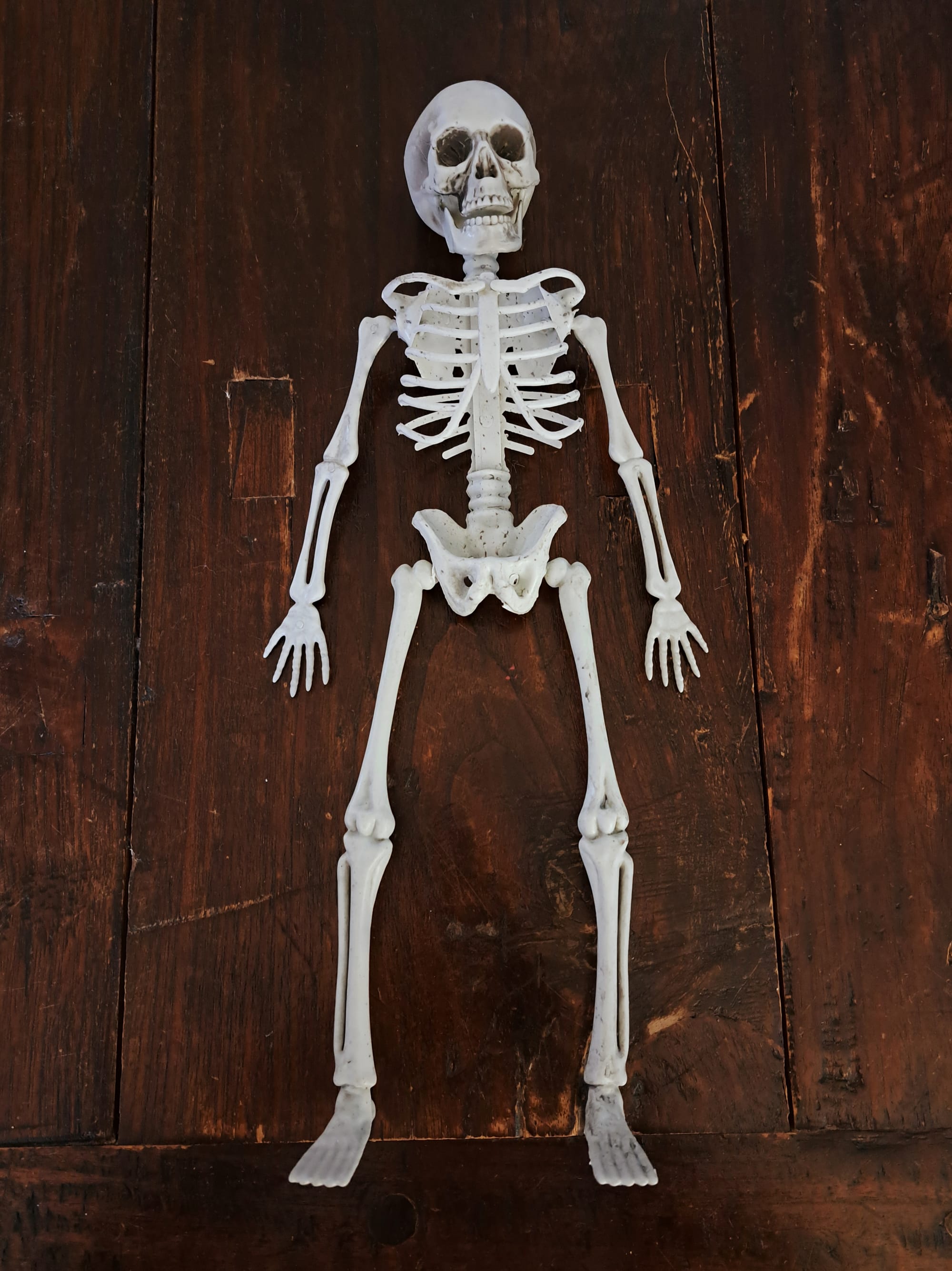 Plastic skeleton