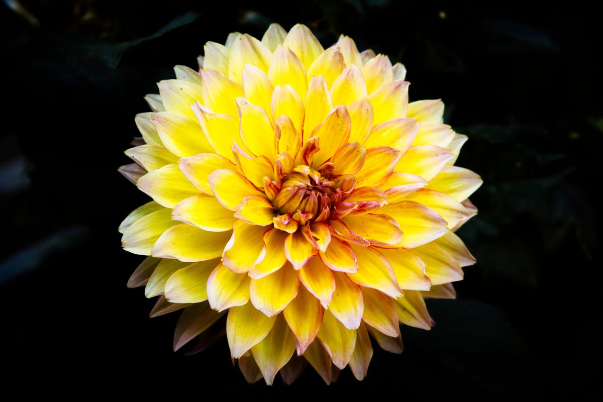 Yellow dahlia