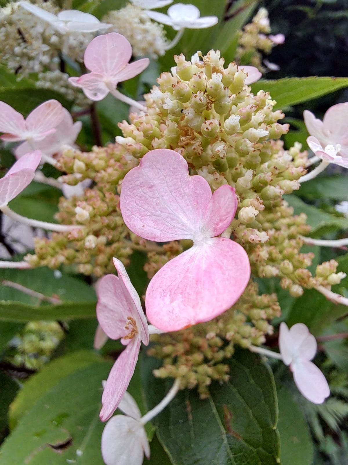 Pink hydrangea/hortensia flower