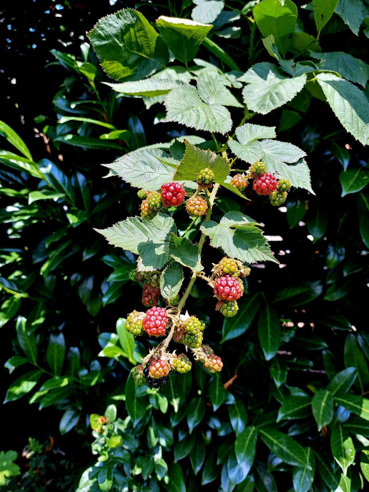 Blackberries