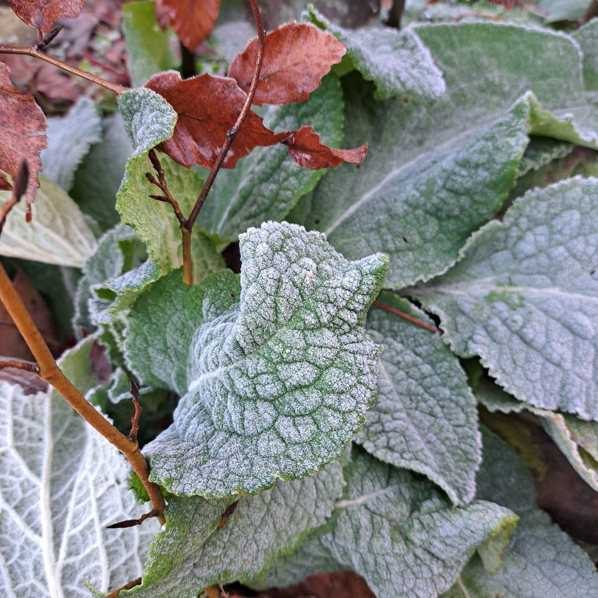 Frosty day