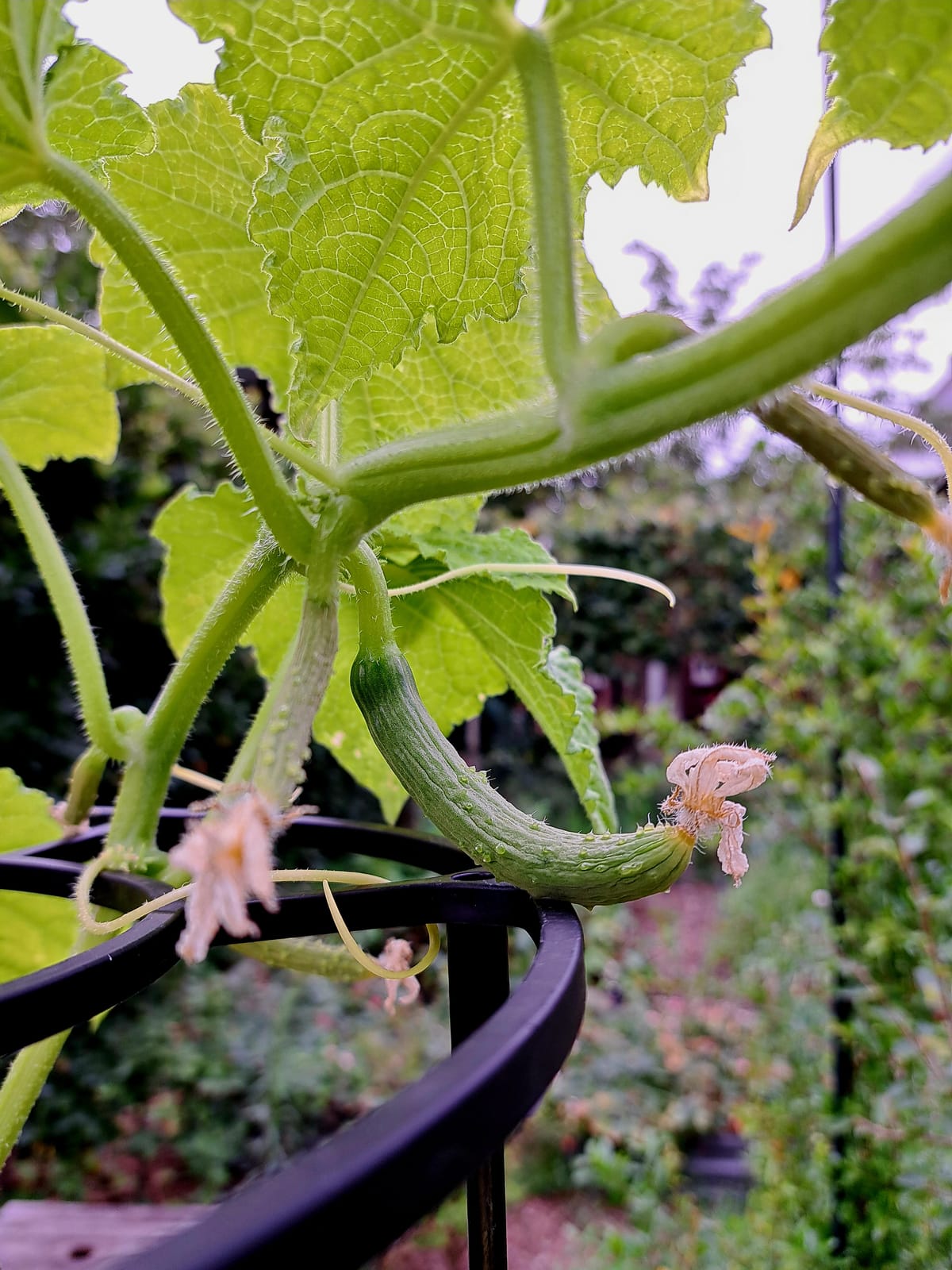 Cucumber