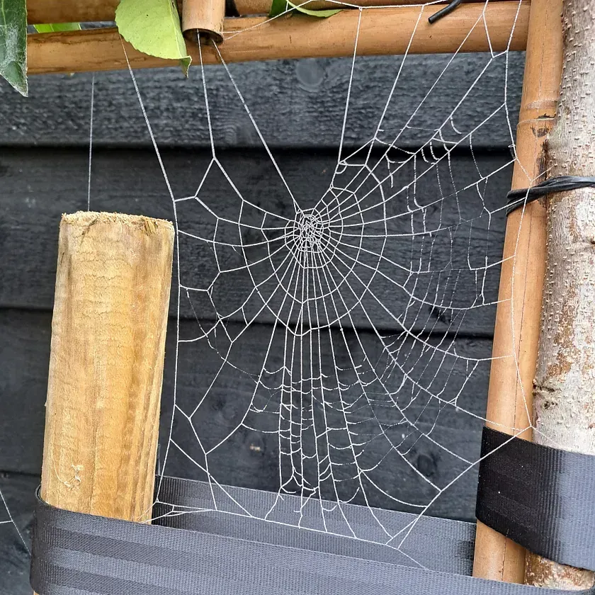 cobweb
