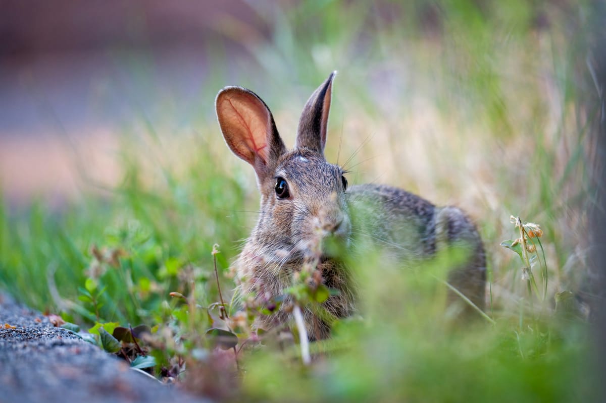 rabbit