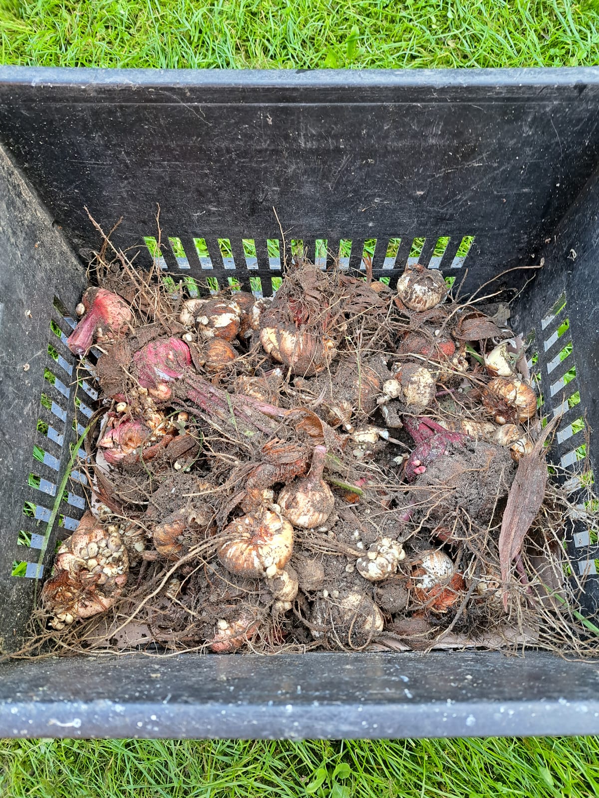 I love digging in the garden..