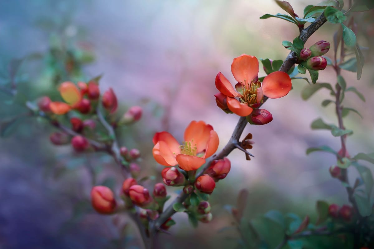 Save the Flowering Quince.. 🤞🏻