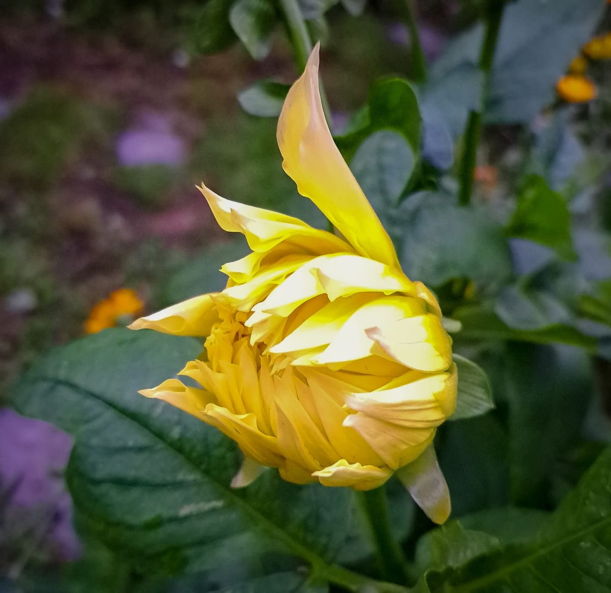 A journey through my garden..