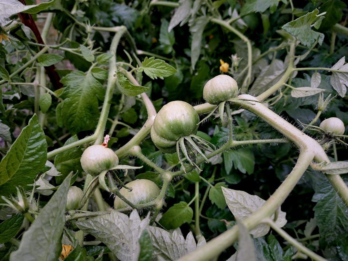 Nature always wins...(gallery)