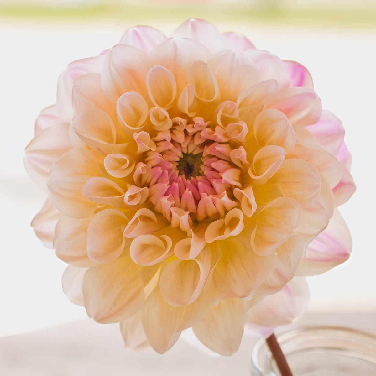 Pretty Dahlia