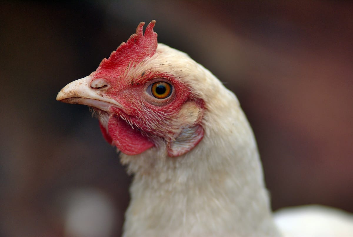 I saved a chicken...