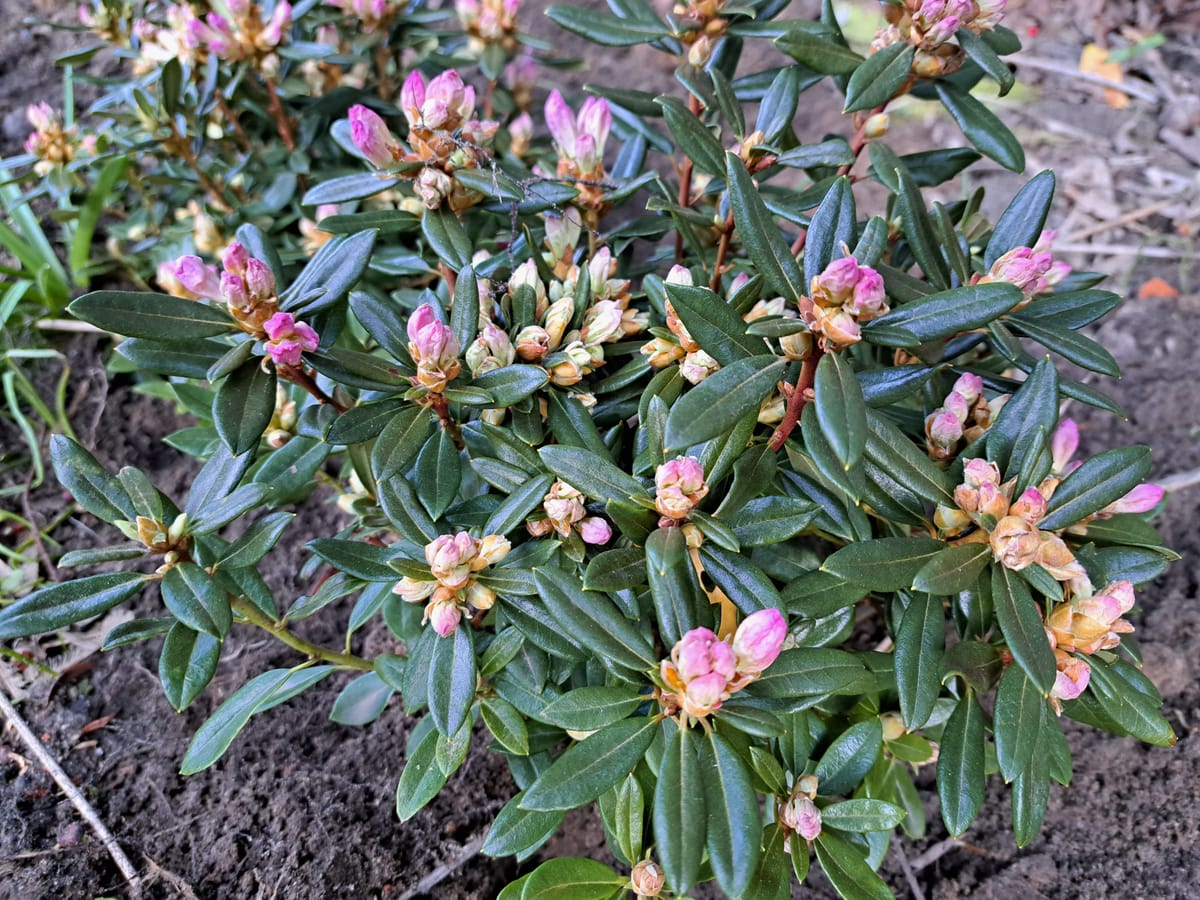 The constant gardener..