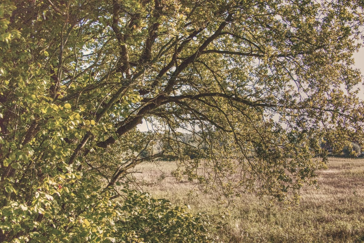 No, I do not want to see you..