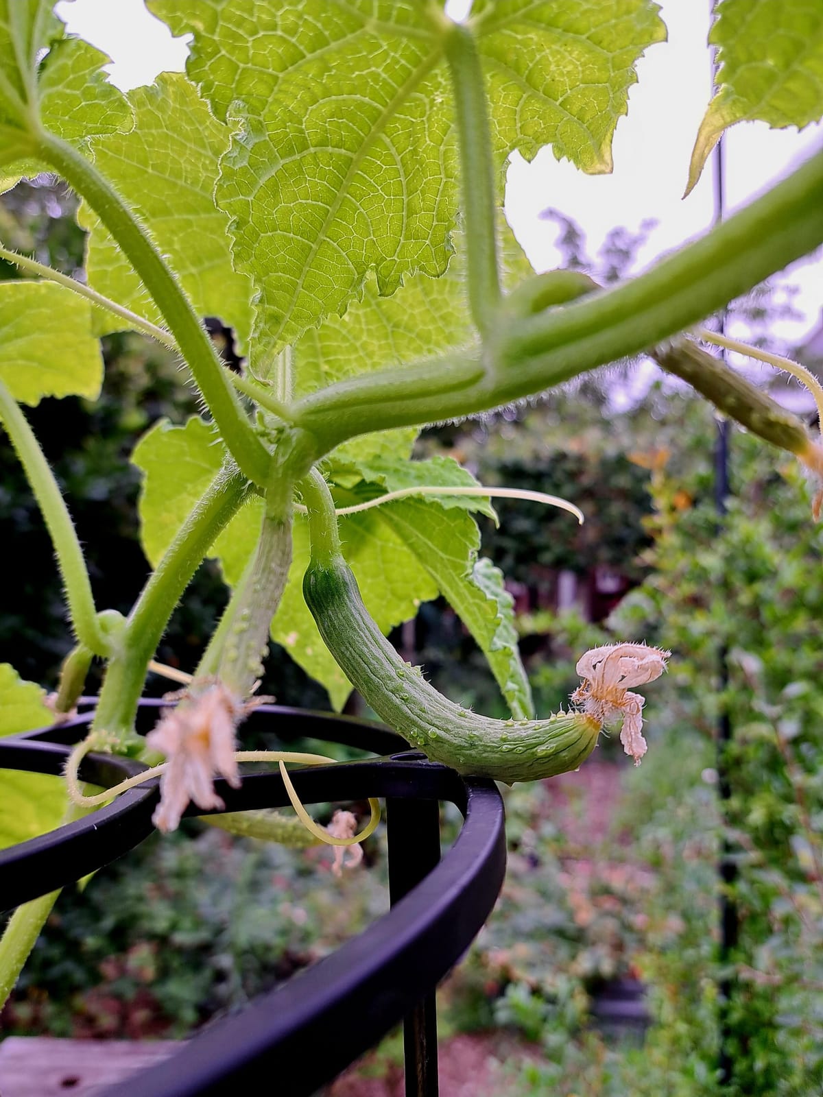 Growing Cucumber