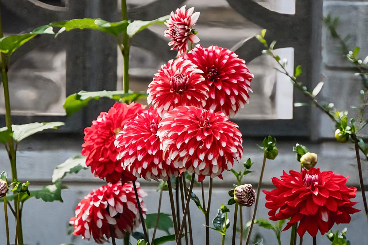 Amazing Dahlias