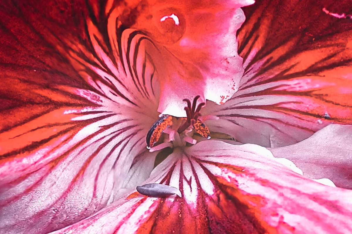 Garden upgrade... (gallery)