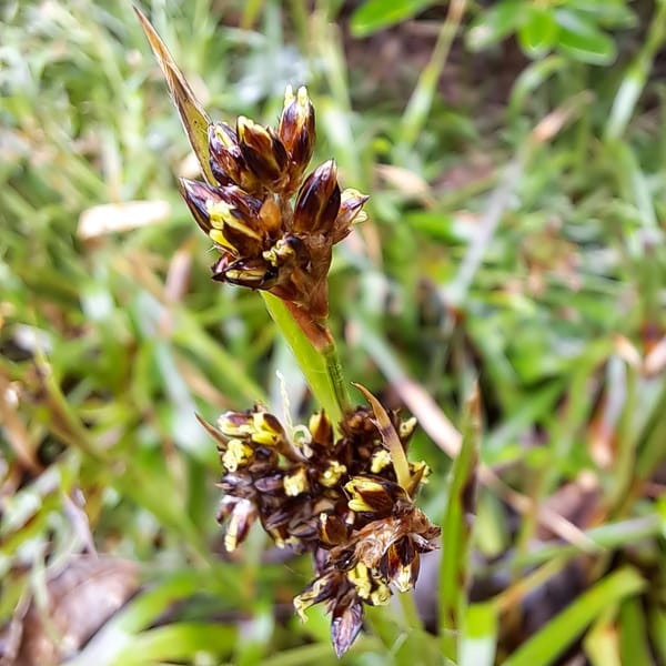 I forgot the back garden..