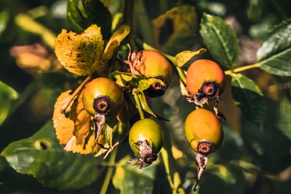 Yesterday, all my troubles seemed really close by...