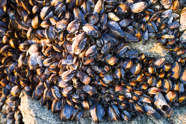 Mussels..