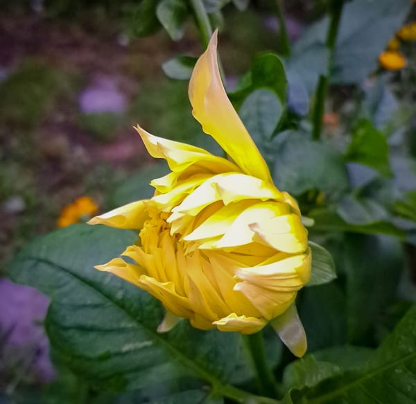 A journey through my garden..