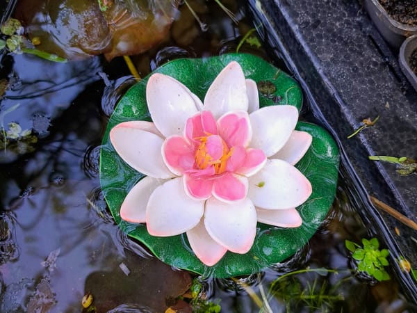 Where is the water lily..