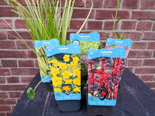 Lobelia in my pond - check..