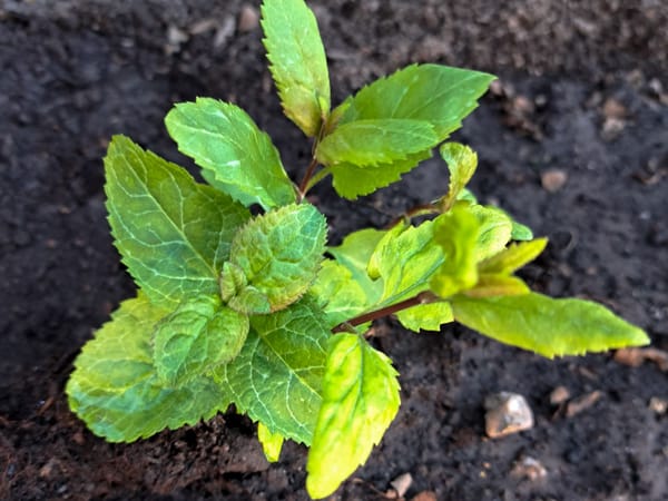 Oops I did it again..