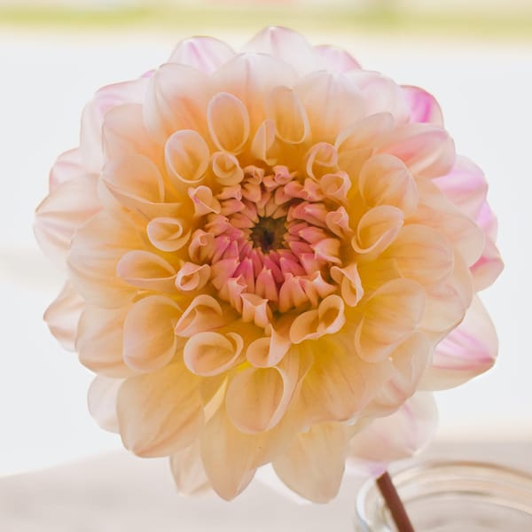 Pretty Dahlia