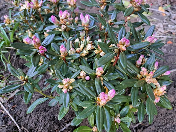 The constant gardener..