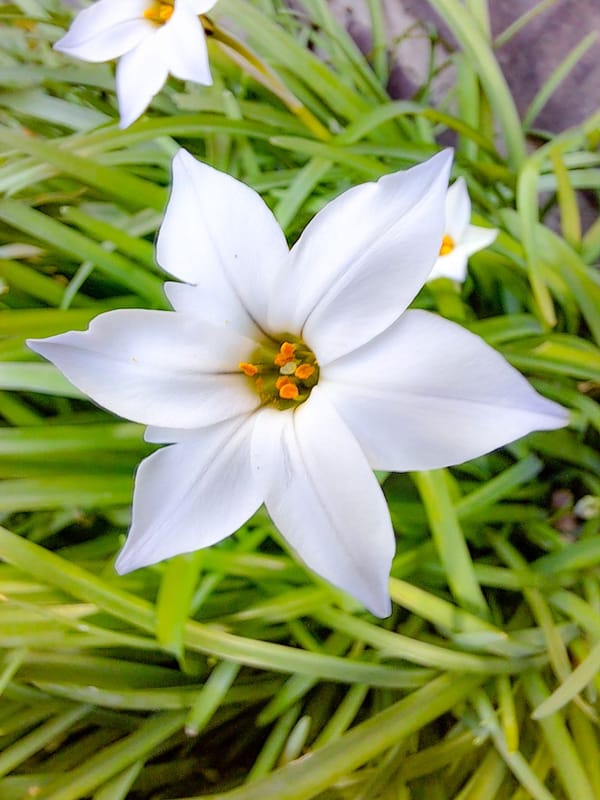 Pretty little flower