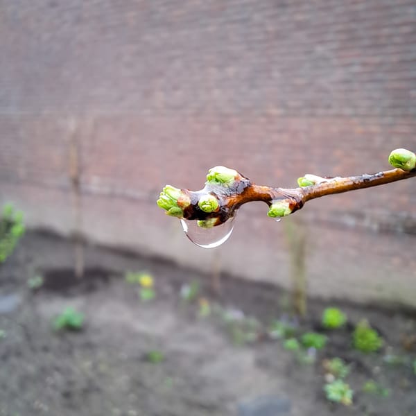 Everything looks so fresh after the rain.. (gallery)