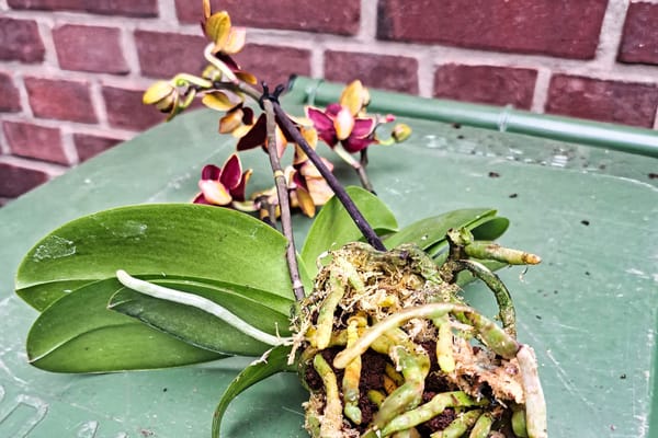 Save your Orchids...