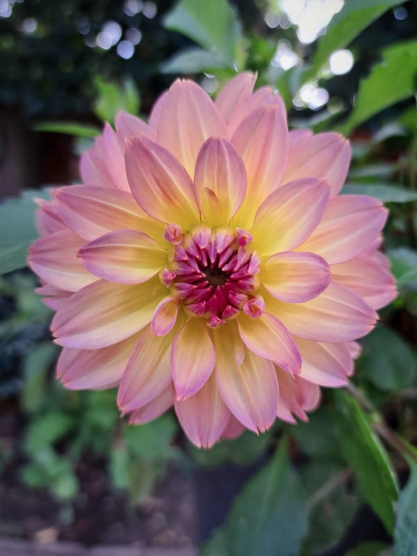 Pretty Dahlia