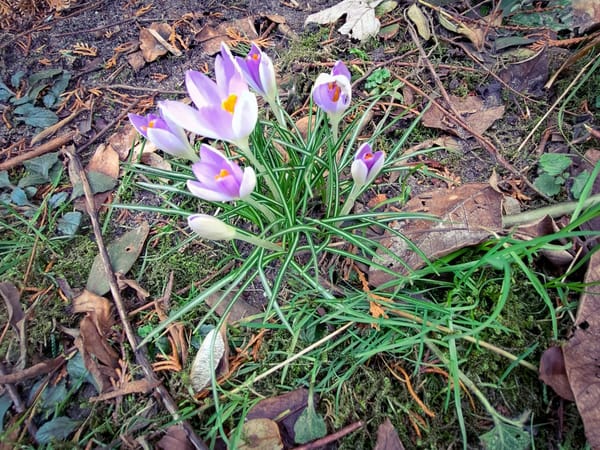 Crocus