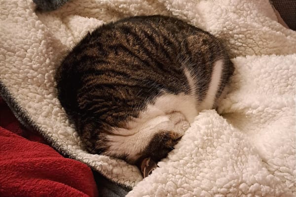 There are cats growing in our back garden...