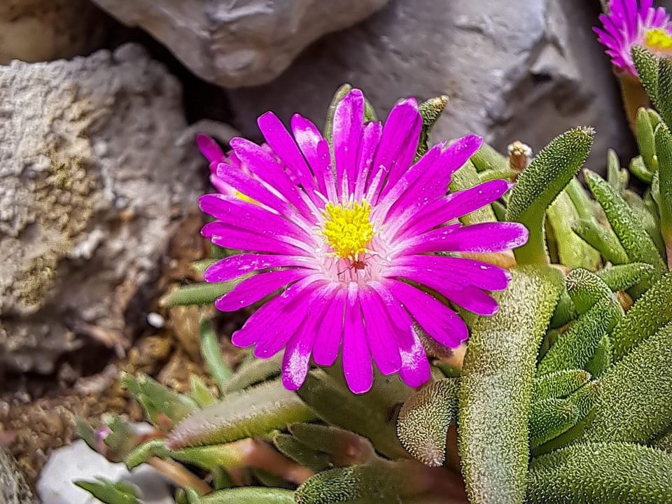 Rock plants..