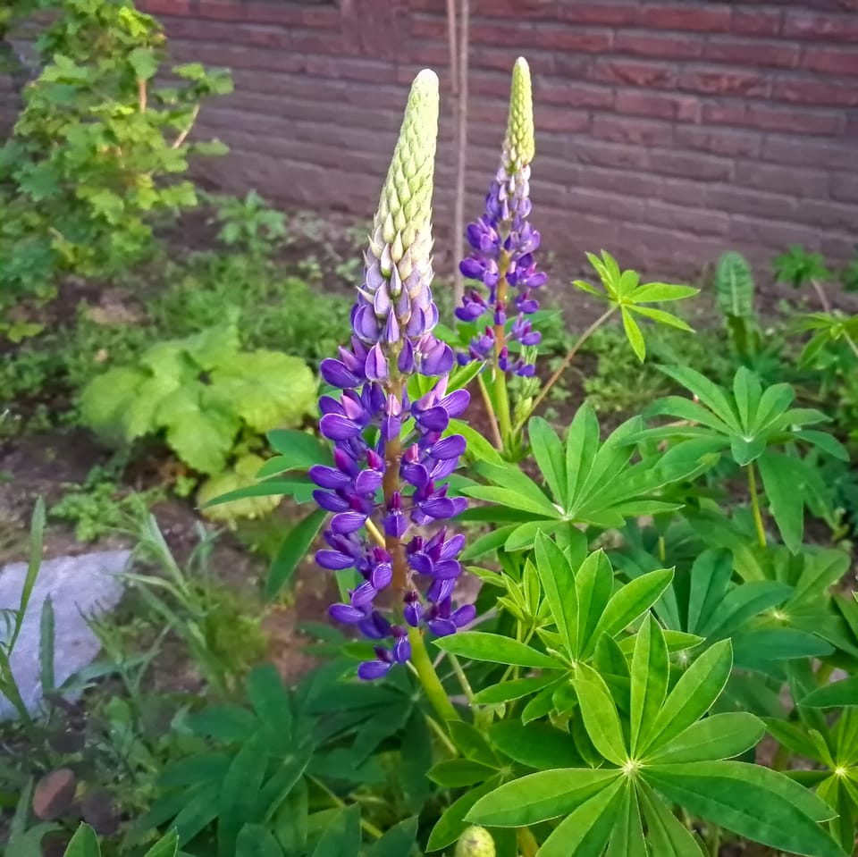 Invasive beauty..
